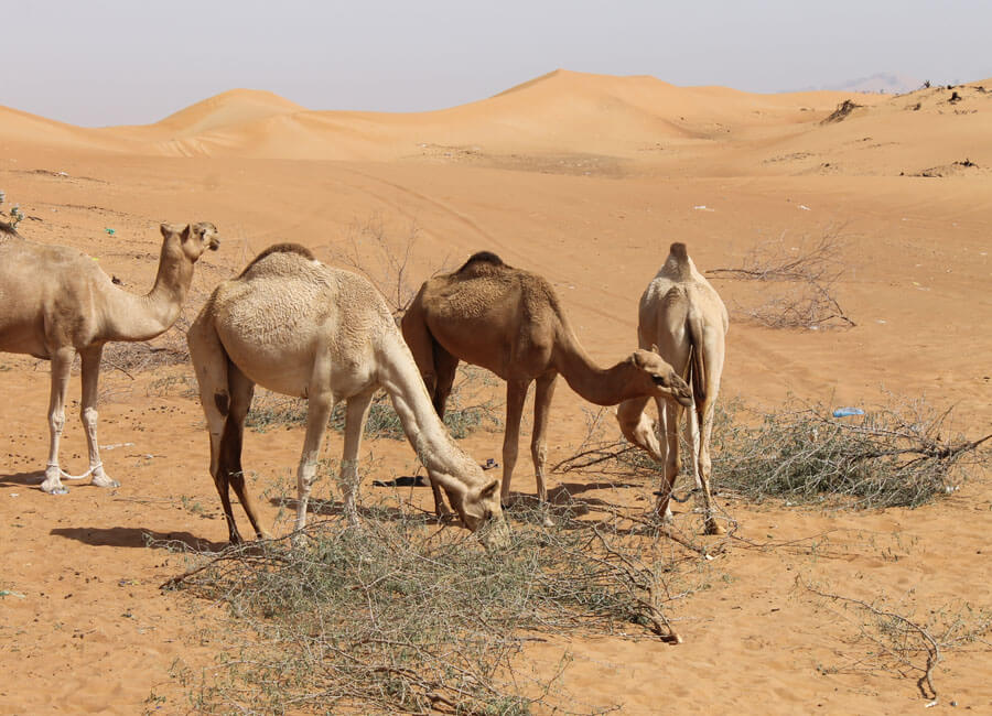 10-best-morning-desert-safari-in-dubai